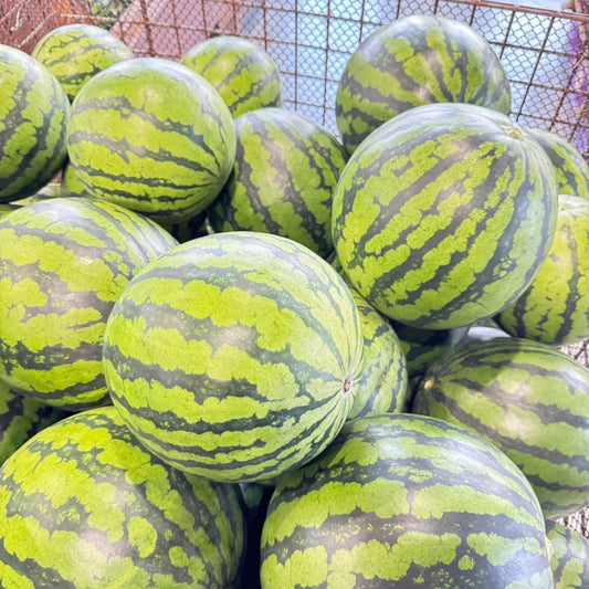 暑い夏を乗り切ろう！甘くてみずみずしい松本ハイランドのスイカをご家庭へ！