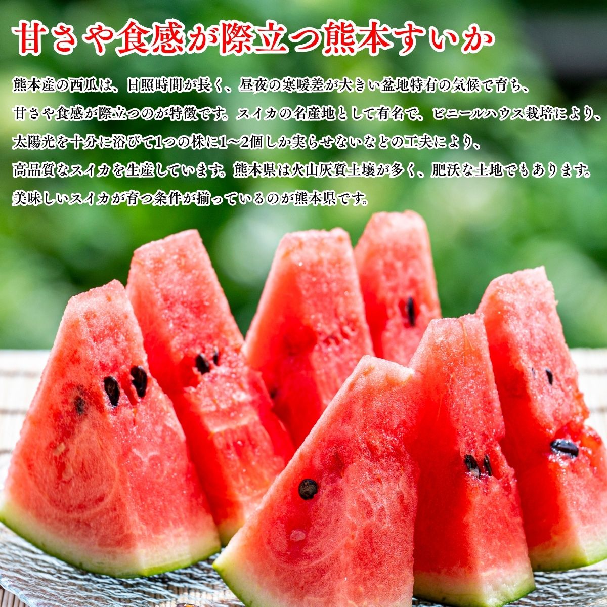 すいか 熊本県産 1玉(4kg以上)/2玉(合計約10kg) 完熟