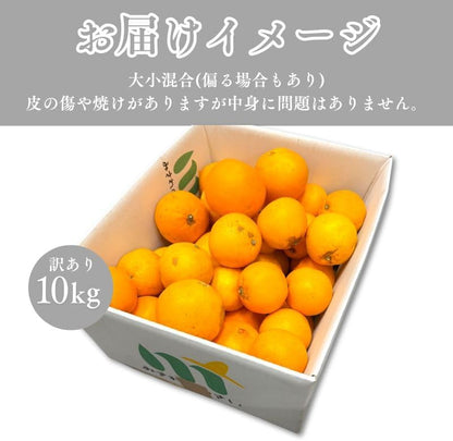 ネーブル オレンジ 国産 訳あり 広島県産 5kg／10kg 不揃い ヤケ傷あり