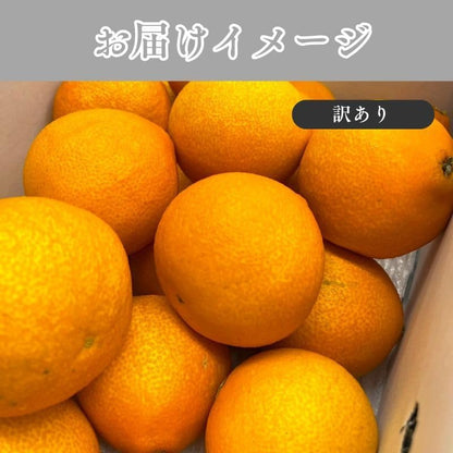 プリンセス1kg／2kg ／5kg ぷりんせす 訳あり 愛媛県産