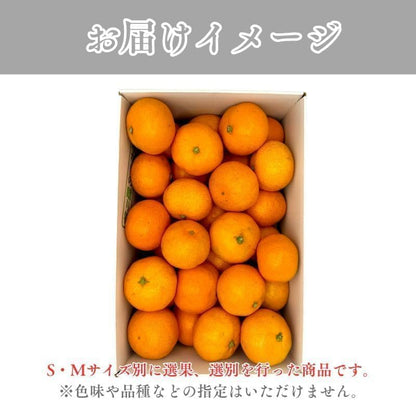 赤秀 みかん　贈答用　1.5kg／3kg／5kg (SMLサイズ)　愛媛県産　【選果選別済　老舗八百屋が厳選した石地ミカン】