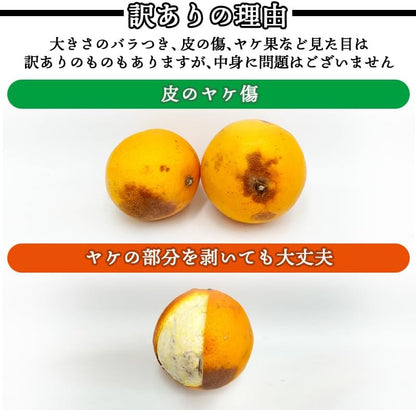 ネーブル オレンジ 国産 訳あり 広島県産 5kg／10kg 不揃い ヤケ傷あり