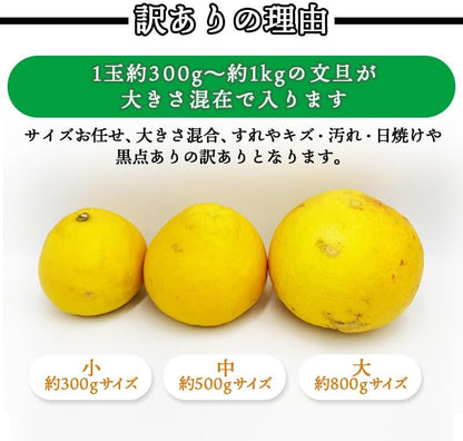 土佐文旦 訳あり サイズお任せ5kg（300g～1kg 約15玉） ／サイズお任せ10kg（300g～1kg 約25玉）／小玉のみ5kg（140g～300g 約20玉）／小玉のみ10kg（140g～300g 約40玉） 文旦 ぶんたん ブンタン 高知県産 サイズお任せ ご家庭用 スレ 汚れ 黒点あり