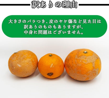 カラマンダリン　 ご家庭用　2kg／5kg／10kg　愛媛県産　【濃厚　ジューシー　スレ、汚れ、黒点あり】