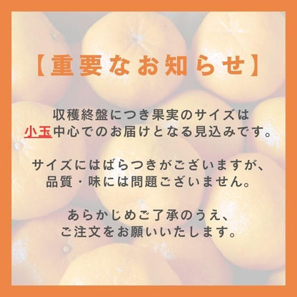 ぽんかん　ご家庭用　5kg／10kg　愛媛県産　【スレ、汚れ、黒点あり】