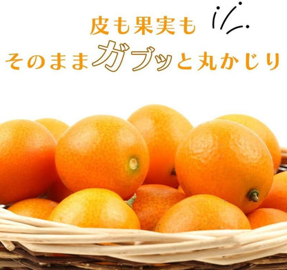 きんかん(たまたま)　完熟　3kg　宮崎県産