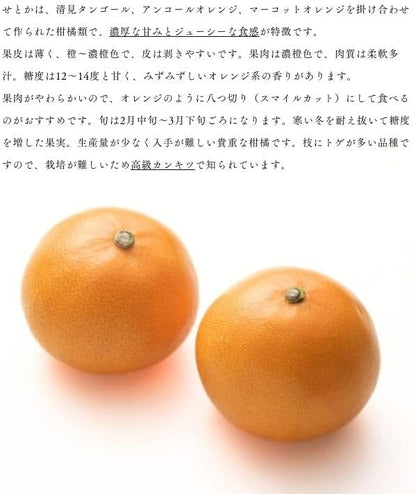 せとか 赤秀 愛媛県産 1kg ／2kg／5kg みかん 柑橘 ギフト