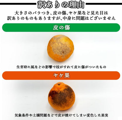 デコポン 訳あり 和歌山産2kg/5kg10kg 国産 (傷・変形・黒シミ・サイズ不揃い・サイズ偏りあり) でこぽん 不知火 しらぬい 柑橘 甘い 大玉 箱 みかん