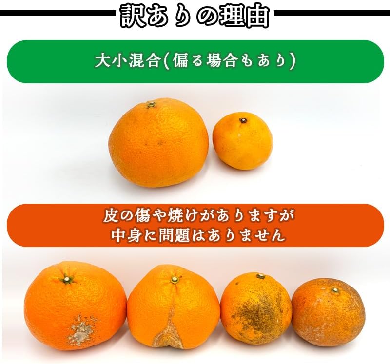 いよかん 訳あり 5kg／10kg 伊予柑 愛媛県産 サイズお任せ スレ 汚れ 黒点あり