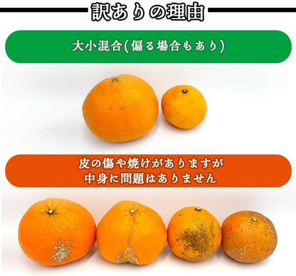 いよかん 訳あり 5kg／10kg 伊予柑 愛媛県産 サイズお任せ スレ 汚れ 黒点あり