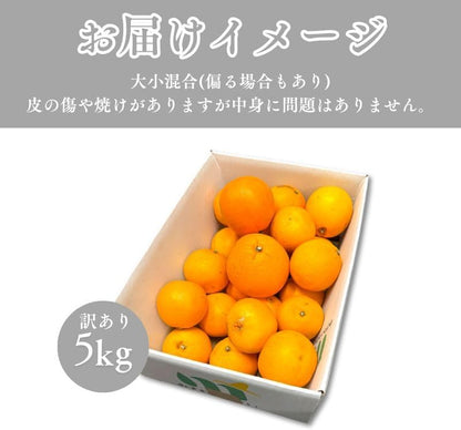 ネーブル オレンジ 国産 訳あり 広島県産 5kg／10kg 不揃い ヤケ傷あり