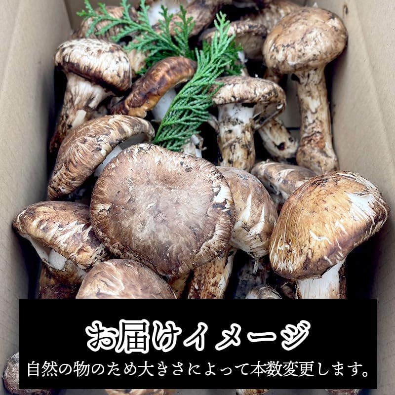 松茸　ご家庭用　100g／200g／300g／1kg　長野県産・その他
