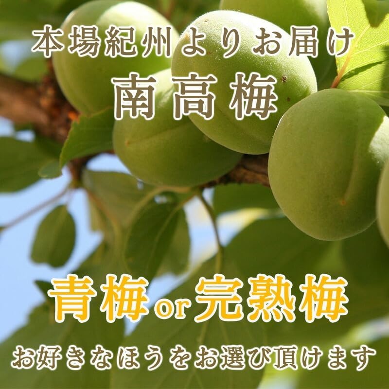 南高梅 生梅完熟梅/青梅/冷凍完熟梅 訳あり サイズ混合( L~3L ) おまかせ 和歌山県1kg/2kg/3kg/5kg/10kg うめ ご家庭用 紀州 なんこうばい