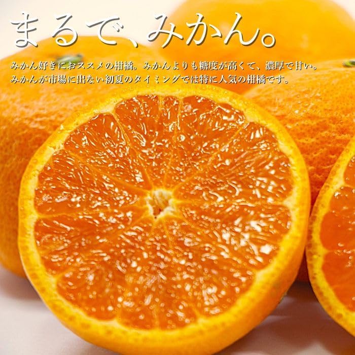 カラマンダリン　 ご家庭用　2kg／5kg／10kg　愛媛県産　【濃厚　ジューシー　スレ、汚れ、黒点あり】
