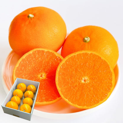 せとか 赤秀 愛媛県産 1kg ／2kg／5kg みかん 柑橘 ギフト