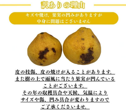 瑞季 3kg／ 5kg／10kg みずき 訳あり 広島県産 水晶文旦 × サザンイエロー  ご家庭用 スレ 汚れ 黒点あり