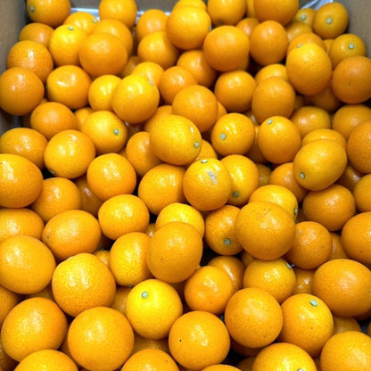 きんかん　ご家庭用　1kg／2kg／3kg(2Lサイズ)　 宮崎県産　【スレ、汚れ、黒点あり】