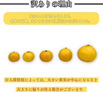 黄金柑 1kg／2kg／5kg おうごんかん 訳あり 愛媛県産