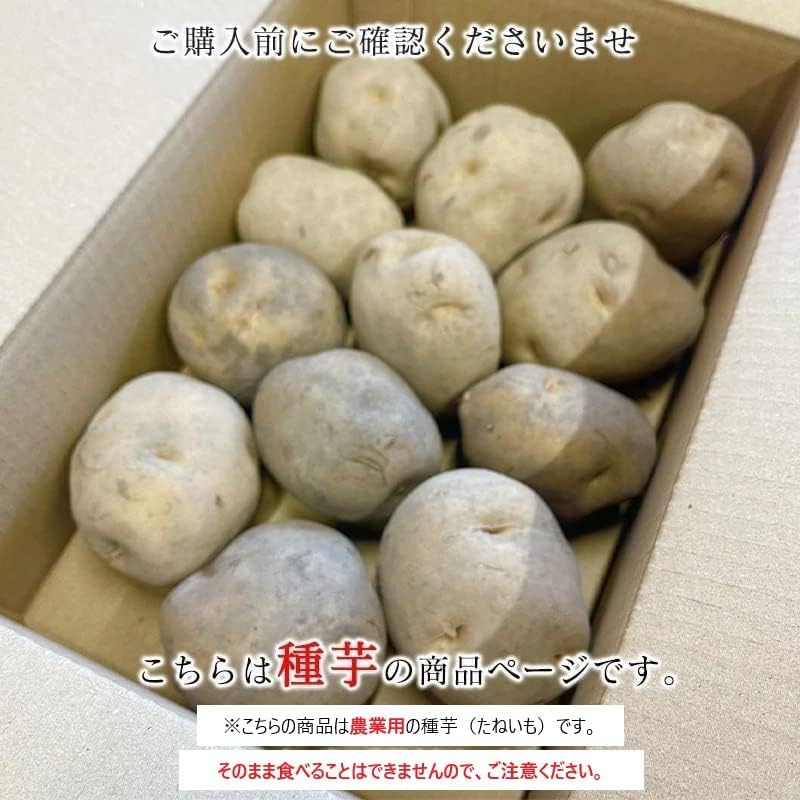 種芋 きたあかり 1kg/2kg じゃがいも 大きさ おまかせ じゃが芋 北海道産 国産