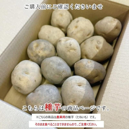 種芋 きたあかり 1kg/2kg じゃがいも 大きさ おまかせ じゃが芋 北海道産 国産