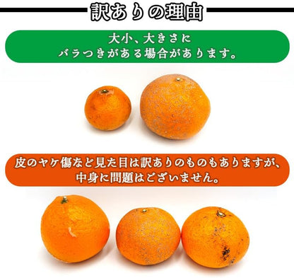 清見オレンジ 3kg／5kg／10kg 和歌山産 訳あり ご家庭用 箱 きよみ 清見タンゴール