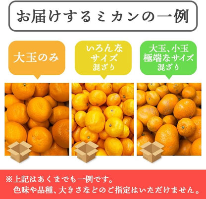 有田みかん　ご家庭用　1.5kg／3kg／5kg／10kg　和歌山県産　【スレ、汚れ、黒点あり】　