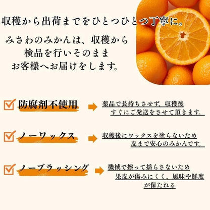 赤秀 みかん　贈答用　1.5kg／3kg／5kg (SMLサイズ)　愛媛県産　【選果選別済　老舗八百屋が厳選した石地ミカン】