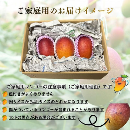 マンゴー ギフト 鑑定書付き 赤秀 完熟 宮崎県 大玉 2Lサイズ 350g x2玉 化粧箱／ ＜ とろけるようなマンゴー 訳あり ご家庭用 宮崎県 完熟  3玉入り(1玉：約300〜350g) 簡易梱包 サイズばらつきあり 果実 みやざき甘さと食感 ＞