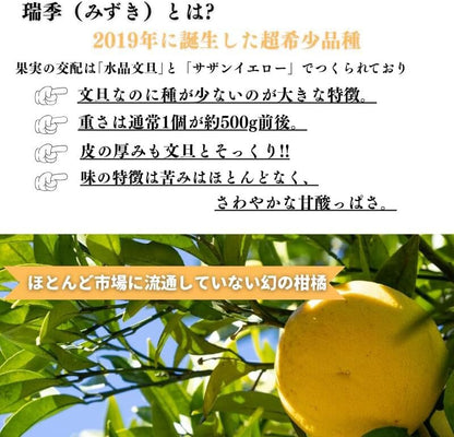 瑞季 3kg／ 5kg／10kg みずき 訳あり 広島県産 水晶文旦 × サザンイエロー  ご家庭用 スレ 汚れ 黒点あり