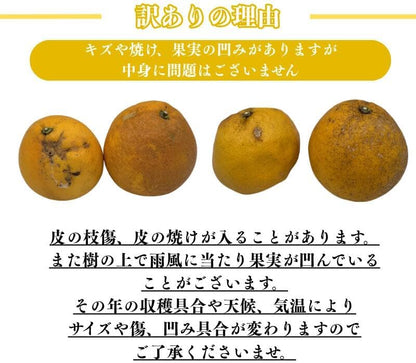 河内晩柑 訳あり3kg/5kg/10kg かわちばんかん 晩柑 愛媛県産 ご家庭用 スレ 汚れ 黒点あり