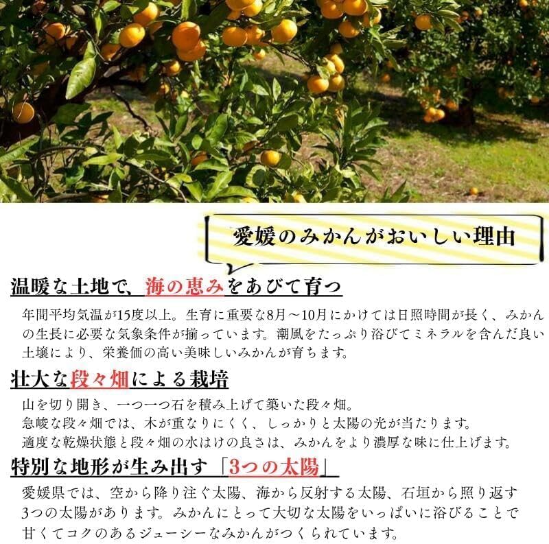 赤秀 みかん　贈答用　1.5kg／3kg／5kg (SMLサイズ)　愛媛県産　【選果選別済　老舗八百屋が厳選した石地ミカン】