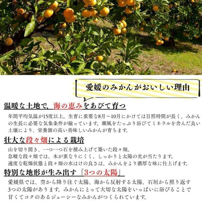 赤秀 みかん　贈答用　1.5kg／3kg／5kg (SMLサイズ)　愛媛県産　【選果選別済　老舗八百屋が厳選した石地ミカン】