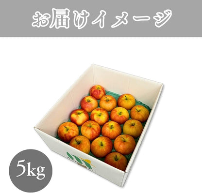 特選ふじりんご　2kg／5kg／10kg　 長野県産・その他　【 糖度13.5度以上　光センサー選別品】