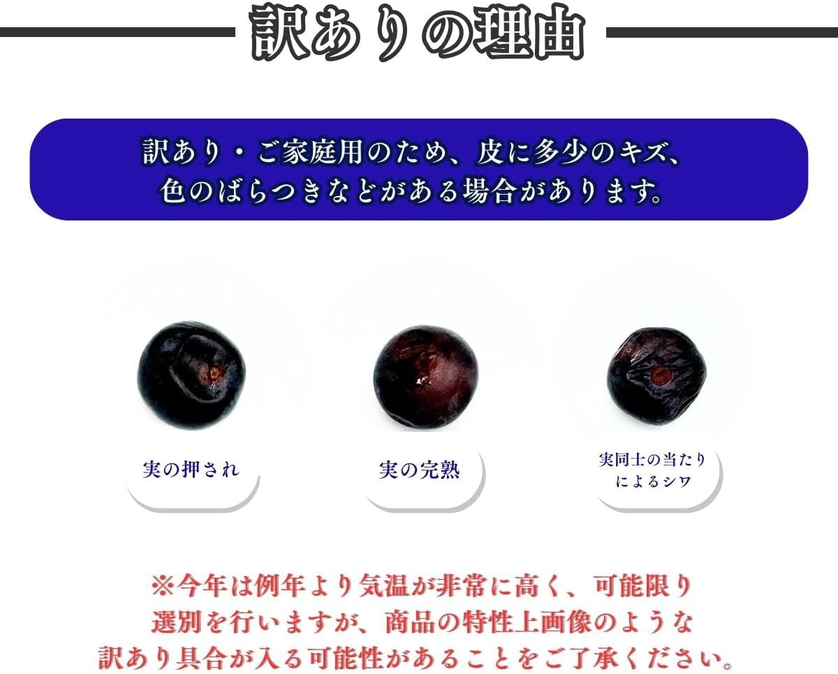 ブルーベリー　ご家庭用　1kg／2kg　長野県産