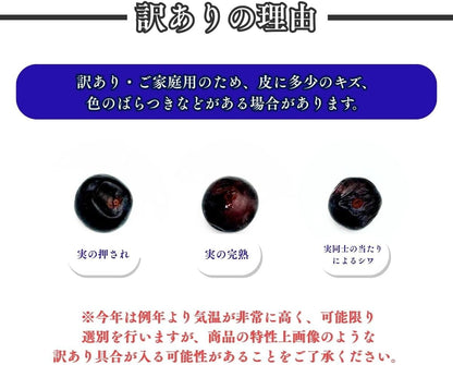 ブルーベリー　ご家庭用　1kg／2kg　長野県産