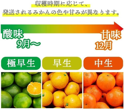 赤秀 みかん　贈答用　1.5kg／3kg／5kg (SMLサイズ)　愛媛県産　【選果選別済　老舗八百屋が厳選した石地ミカン】