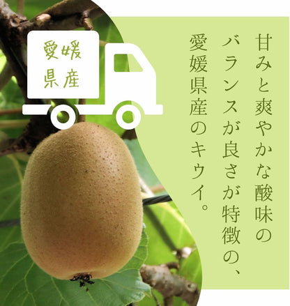 キウイ　ご家庭用　1kg／2kg／5kg　愛媛県産