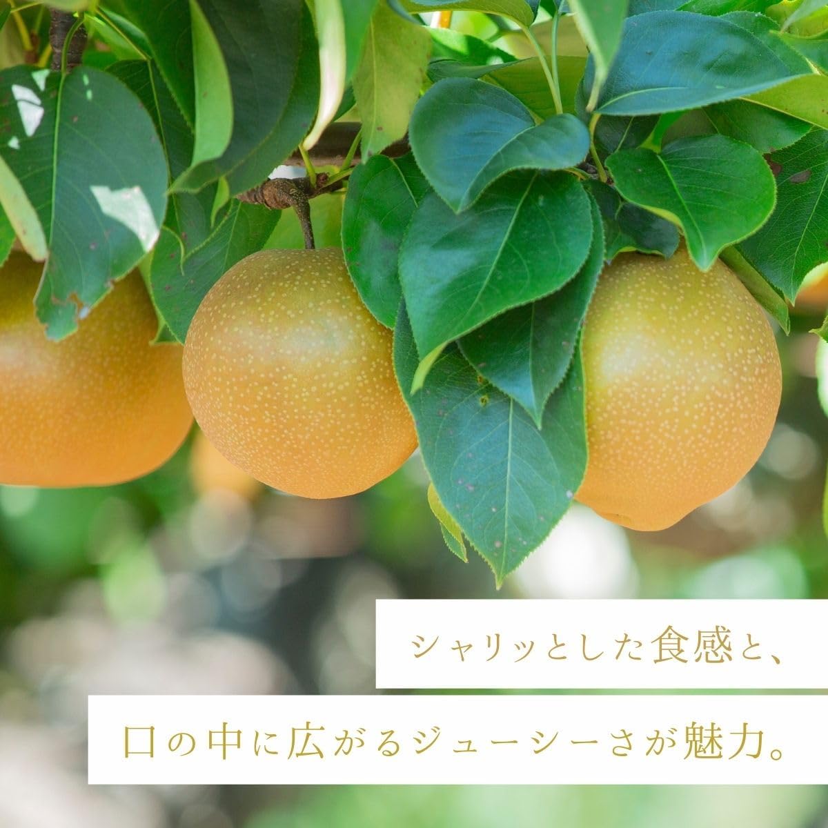 梨　ご家庭用　 3kg／5kg／10kg　長野県産　【品種お任せ（幸水 豊水 南水等のいずれか）】