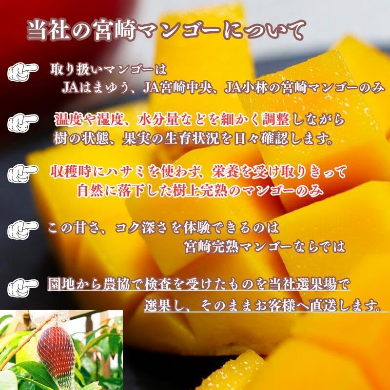 マンゴー 訳あり ご家庭用 宮崎県 完熟  3玉入り(1玉：約300〜350g) 簡易梱包 サイズばらつきあり 果実 みやざき