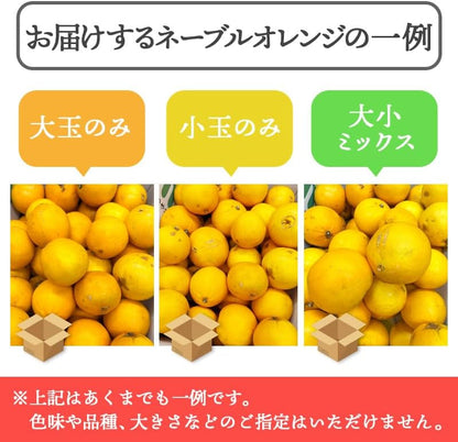 ネーブル オレンジ 国産 訳あり 広島県産 5kg／10kg 不揃い ヤケ傷あり