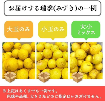 瑞季 3kg／ 5kg／10kg みずき 訳あり 広島県産 水晶文旦 × サザンイエロー  ご家庭用 スレ 汚れ 黒点あり