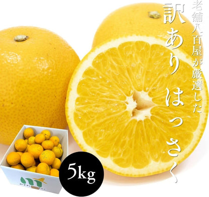 訳あり はっさく5kg／ 10kg 八朔 ご家庭用 和歌山県産 スレ 汚れ 黒点あり