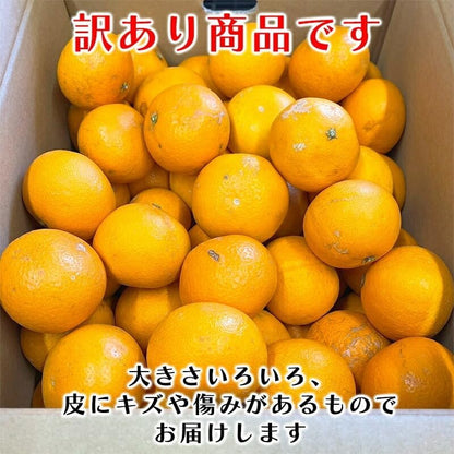 清見オレンジ 3kg／5kg／10kg 和歌山産 訳あり ご家庭用 箱 きよみ 清見タンゴール