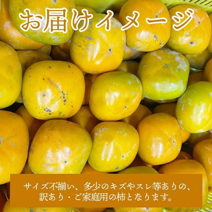 富有柿　ご家庭用　3kg／5kg／7.5kg　和歌山県産・その他　【スレ、汚れ、黒点あり】