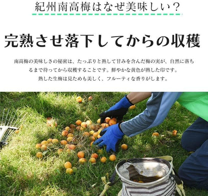 南高梅　梅干し　(はちみつ梅)　高級　400g／400g 2パック／400g 4パック　和歌山県・紀州産　【大粒　4L～5L　塩分8%】