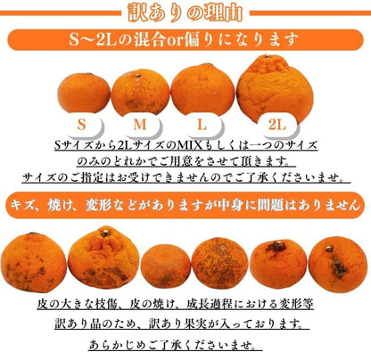 せとか 訳あり 愛媛県産 1kg／ 2kg／5kg／10kg サイズお任せ（Mサイズ多め） みかん 柑橘 家庭用