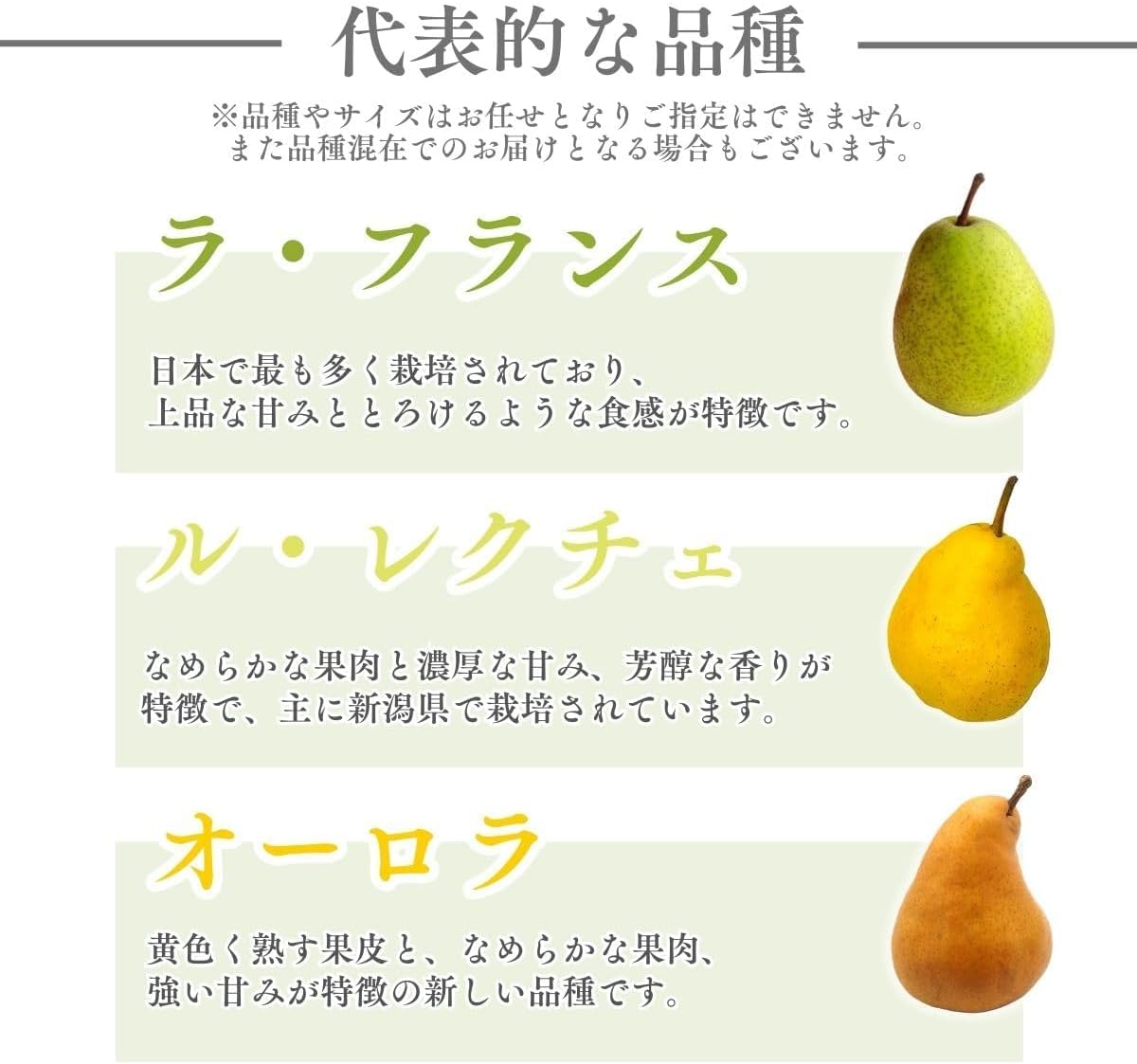 洋梨　ご家庭用　1kg／2kg／4kg／5kg　長野県産　【品種混在　品種お任せ(ラ・フランス　ル・レクチェ　オーロラ)】