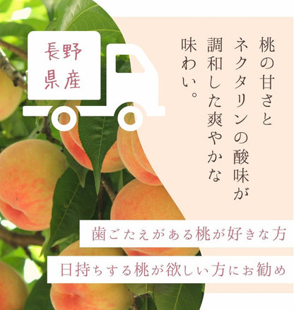 ワッサー1kg／2kg／ 4kg ＜クール便＞ 桃 訳あり ネクタリン 硬い桃 長野県産 果物 フルーツ 自宅用
