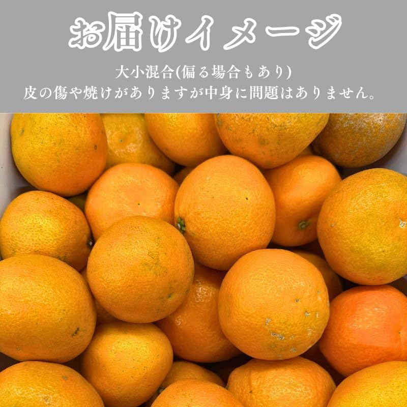 いよかん 訳あり 5kg／10kg 伊予柑 愛媛県産 サイズお任せ スレ 汚れ 黒点あり