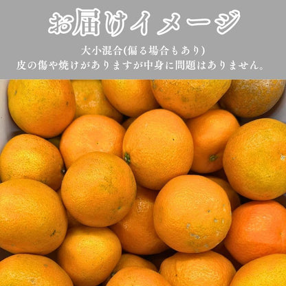 いよかん 訳あり 5kg／10kg 伊予柑 愛媛県産 サイズお任せ スレ 汚れ 黒点あり
